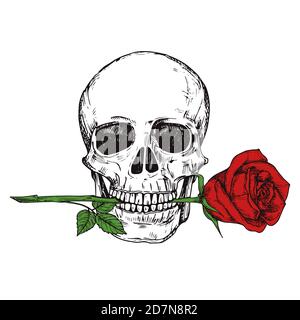 Hand drawn happy human skull with red rose - sketched skull printable vector illustration. Skull human and sketch red flower Stock Vector