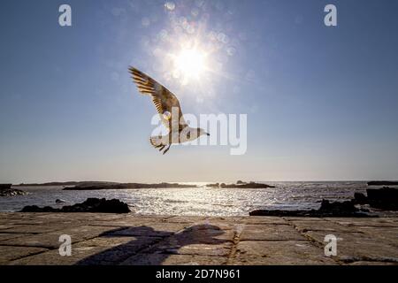 Seagull flying at sunset in Essaouria Harbor,Morocco. Stock Photo