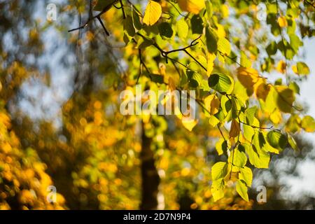 Autumn elm in yellow color with leaves and bokeh Stock Photo