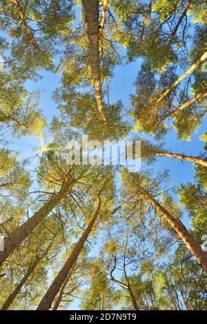 Crowns of pine trees against the blue sky and bright sun. Wide photo ...