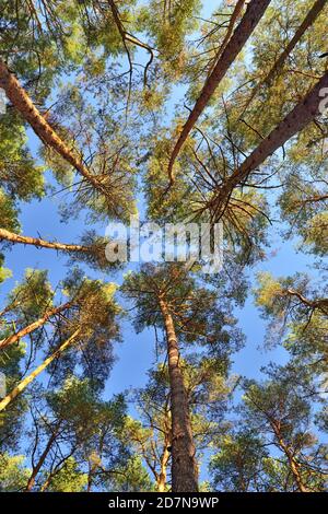 Crowns of pine trees overhead against the blue sky, bottom view Stock Photo