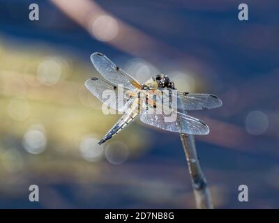Dragonfly, Order Odonata Stock Photo