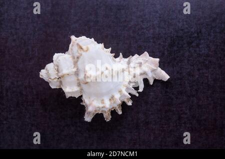 Saltwater sea shell from the ocean, Chicoreus ramosus, ramose murex, Bivalvia, close-up still life, dark background, indoors, copy space Stock Photo