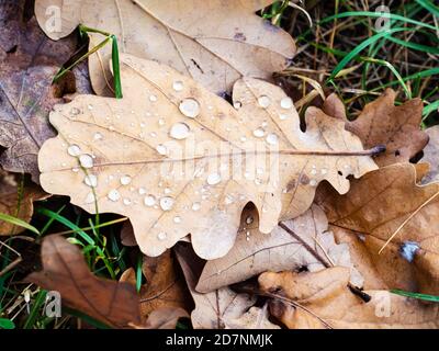 top view of brown oak leaf with raindrops on lawn after rain on autumn day Stock Photo