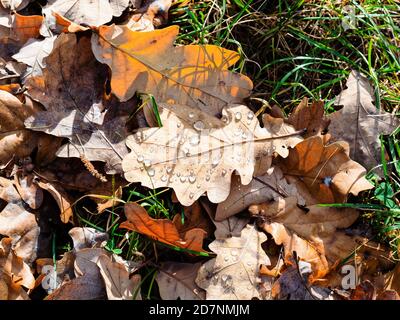 top view of fallen oak leaf with rain drops lit by sun on lawn after rain on sunny autumn day Stock Photo