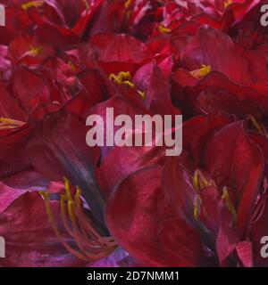 Artificial dark crimson synthetic flowers,floral pattern for wrapping or banner background. Stock Photo