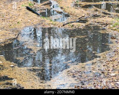rain puddle on meadow covered by yellow fallen larch needles in city park on autumn day Stock Photo