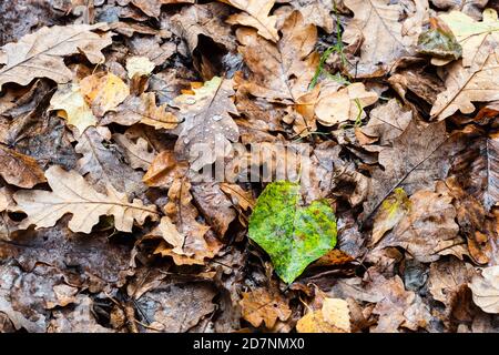 fallen leaves with raindrops at meadow in forest on rainy autumn day Stock Photo