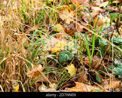 wet green grass covered by fallen leaves on surface of meadow in forest on rainy autumn day Stock Photo