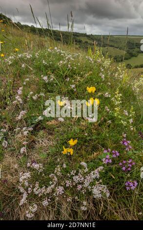 Old Anthill in species-rich chalk grassland, covered with flowers. Melbury Down, Dorset. Squinancywort, Bird's-foot trefoil, Wild Thyme etc. Stock Photo