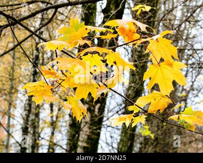 yellow wet leaves of maple trees in city on rainy autumn day (focus on leaves on foreground) Stock Photo