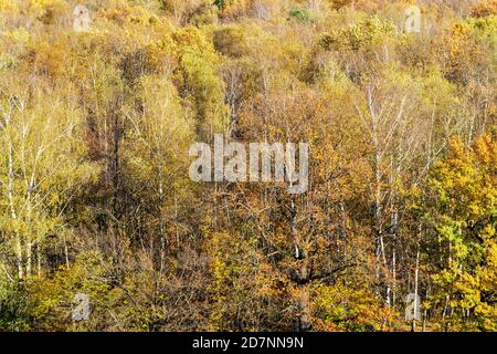 above view of colorful deciduous forest on sunny autumn day Stock Photo