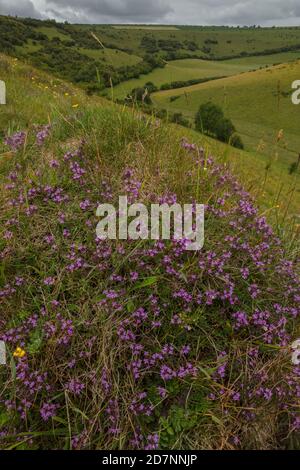 Old Anthill in species-rich chalk grassland, covered with flowers. Melbury, Dorset. Stock Photo