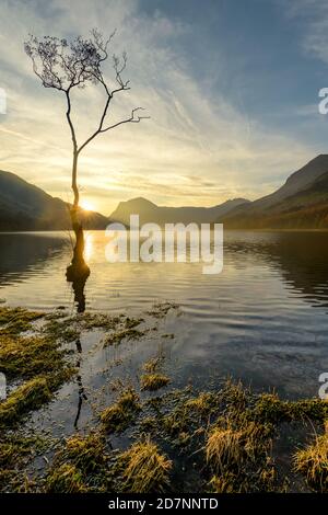 Lone Tree Sunrise At Buttermere In The English Lake District. Stock Photo