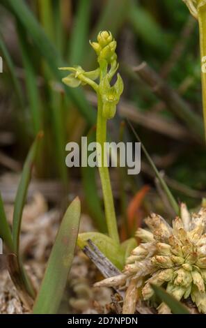 Bog orchid, Hammarbya paludosa, growing in wet Sphagnum bog, Dorset. Stock Photo
