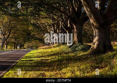 The Beech tree avenue on the B3082 near Kingston Lacy and Bradbury Rings in Dorset, England Stock Photo