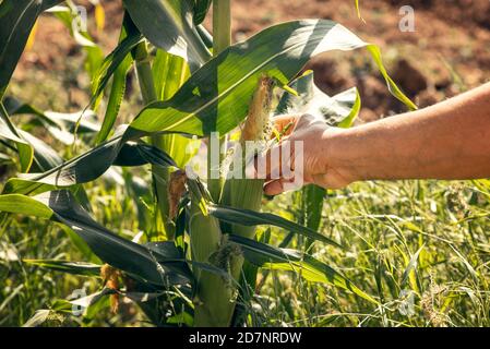Farmer in corn field inspecting corn cobs to be sure it is ready for picking. Close up of a man hand holding sweet corn during harvest. Stock Photo