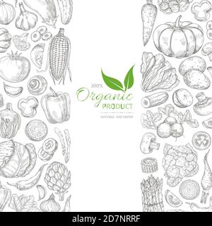 Organic sketch fresh vegetables vector retro background with hand drawn doodle greens on white Stock Vector