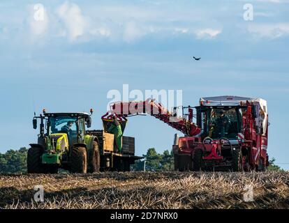 Self-propelled Grimme potato harvester in potato harvest filling crates on tractor trailer, Luffness Mains farm, East Lothian, Scotland, UK Stock Photo