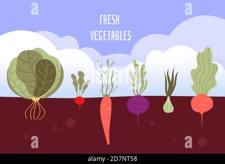 Vegetable garden. Organic and healthy food veggies gardening summer vegetables with roots in soil vector background. Illustration of agriculture soil, healthy food, cabbage and beetroot Stock Vector