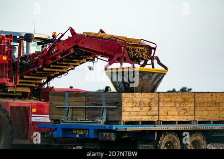 Self-propelled Grimme potato harvester in potato harvest filling crates on tractor trailer, Luffness Mains farm, East Lothian, Scotland, UK Stock Photo