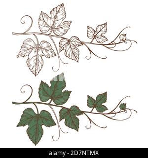 Sketch grapevine vector isolated on white background. Grapevine branch, design of botanical viticulture illustration Stock Vector