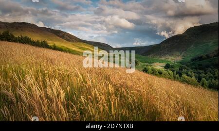 Pennine hills and trees, Dove Stone, Saddleworth, Greater Manchester, with golden grasses, clouds and blue sky, on a July evening. Stock Photo