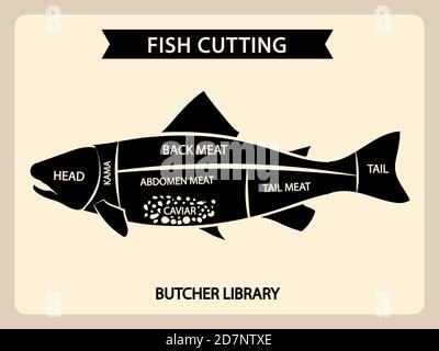 Fish meat cutting vector vintage chart, cuts guide diagram. Illustration of chart cut fish, tail and head, back and abdomen Stock Vector