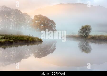 Great Oak tree with Autumn colours reflecting in misty river as the sun burns through the fog. River Brathay, Lake District, UK. Stock Photo