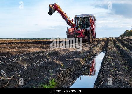 Self-propelled Grimme potato harvester during potato harvesting, Luffness Mains farm, East Lothian, Scotland, UK Stock Photo