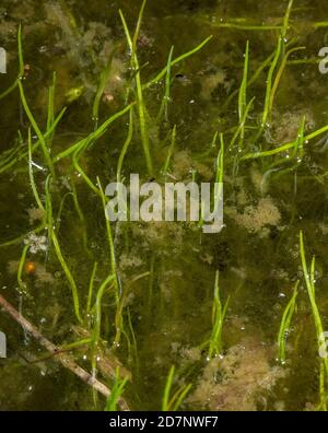 Pillwort, Pilularia globulifera, an aquatic fern growing in shallow acid water; Dorset. Stock Photo