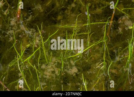 Pillwort, Pilularia globulifera, an aquatic fern growing in shallow acid water; Dorset. Stock Photo