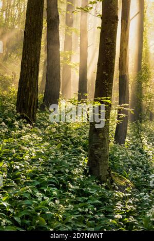 Misty sunbeams in wild Garlic woodland forest with morning light beaming through tall trees. Cumbria, UK. Stock Photo