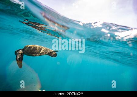 Sea turtle swims beneath the surface of the ocean with sun spots Stock Photo