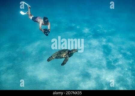 Underwater photographer free diving and photographing sea turtle Stock Photo