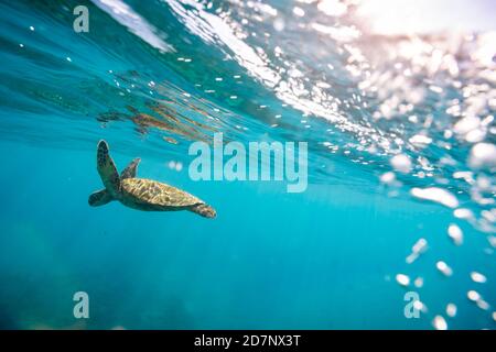 Sea turtle swimming beneath the ocean surface and bubbles in Hawaii Stock Photo