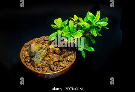 Small tree in the small ceramic pot on black background Stock Photo