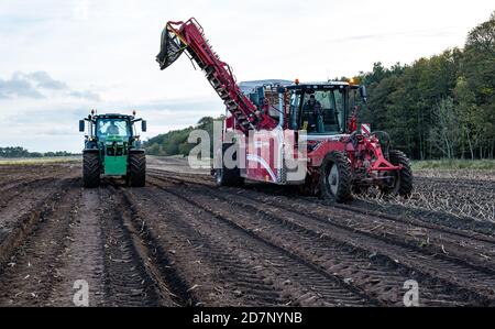 Self-propelled Grimme potato harvester in potato harvest with tractor in potato crop field, Luffness Mains farm, East Lothian, Scotland, UK Stock Photo