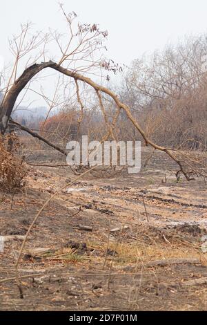 The great drought of Brazilian Pantanal 2020 Stock Photo