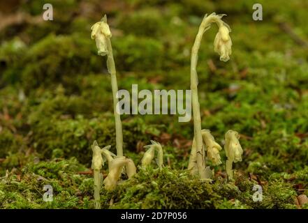 Clumps of Yellow bird's-nest, Hypopitys monotropa, in flower in beech woodland, plantation; Dorset. Stock Photo