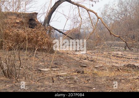 The great drought of Brazilian Pantanal 2020 Stock Photo