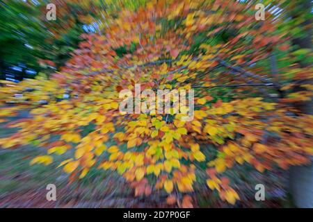 Beech tree in the autumn with blurred leaves Forest of Dean UK Stock Photo