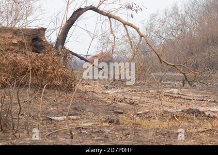 The great drought of Brazilian Pantanal 2020 Stock Photo