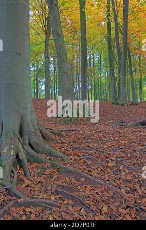 View of Beech Trees with the ground covered in autumn leaves in the Forest of Dean UK Stock Photo