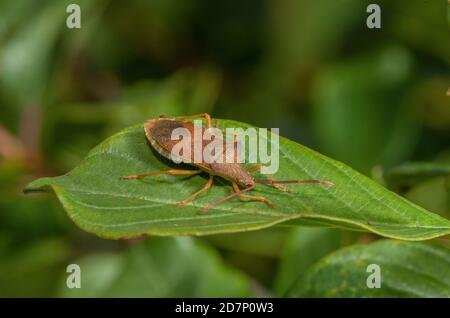 Box Bug, Gonocerus acuteangulatus, adult on Alder Buckthorn, Dorset. Stock Photo