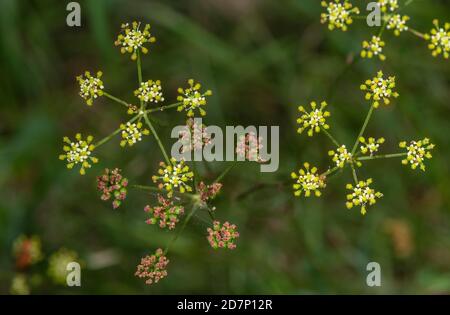 Pepper saxifrage, Silaum silaus, umbels in flower and fruit. Stock Photo