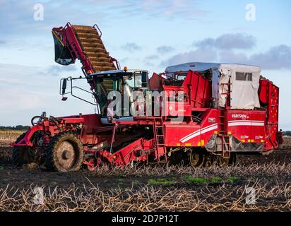 Self-propelled Grimme potato harvester during potato harvesting, Luffness Mains farm, East Lothian, Scotland, UK Stock Photo