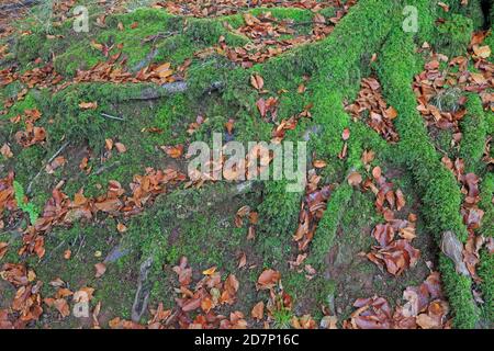 Beech Tree roots covered in autumn leaves in the Forest of Dean Stock Photo