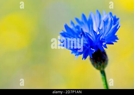 Cornflower (centaurea cyanus), also known as Bluebottle, close up of a solitary flower, isolated against an out of focus background. Stock Photo