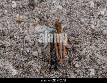 Male Mottled Grasshopper, Myrmeleotettix maculatus, settled on sandy ground, heathland. Dorset. Stock Photo